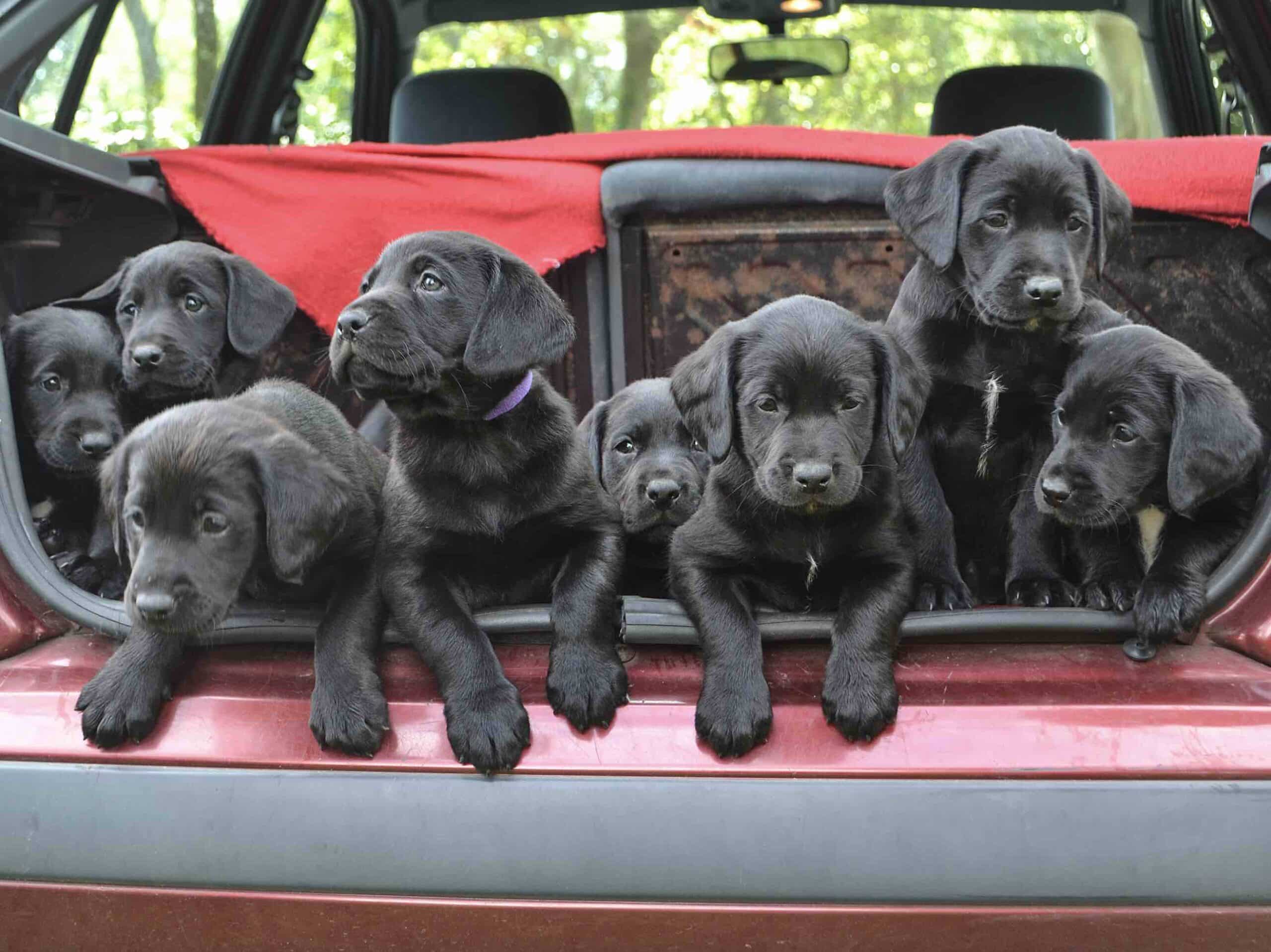 Chien siège passager voiture : Législation & sécurité routière